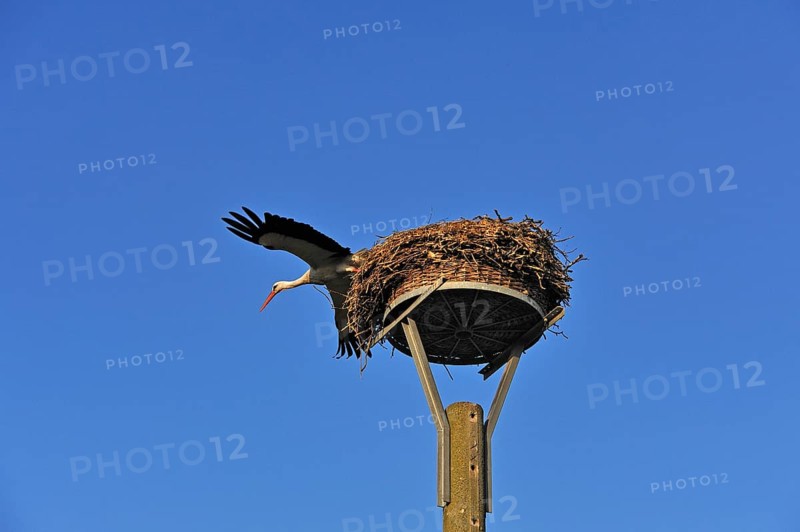 White stork (Ciconia ciconia) leaving its nest against blue sky, Kuhlrade, Mecklenburg-Western Pomerania, Germany