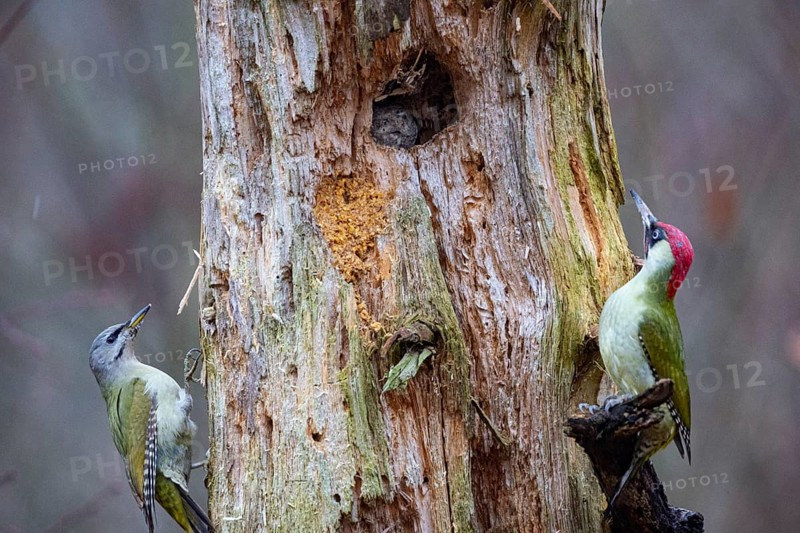 Grey-headed Woodpecker (Picus canus) wbl and Green Woodpecker (Picus viridis) ml Germany