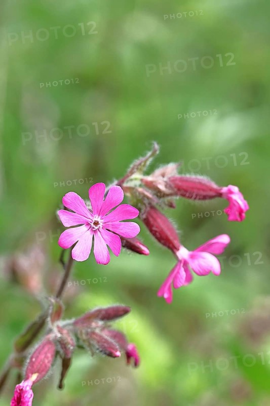 Red campion (Silene dioica), close-up of a flower in a meadow, Wilnsdorf, North Rhine-Westphalia, Germany