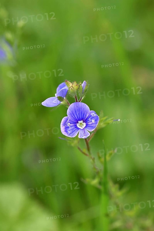 Flower of Gamander speedwell (Veronica chamaedrys), in a deciduous forest, blue blossom, spring, Wilnsdorf, North Rhine-Westphalia, Germany