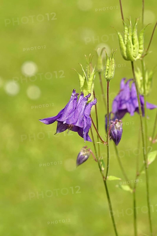Columbine (Aquilegia vulgaris), blue flower at the edge of a forest, Wilnsdorf, North Rhine-Westphalia, Germany
