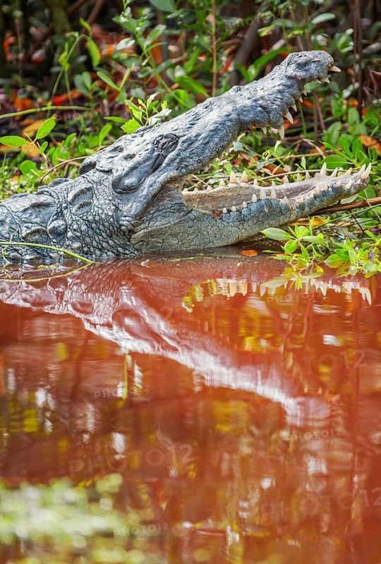 American alligator (Alligator mississipiensis), opening its jaws, Sanibel Island, J.N. Ding Darling National Wildlife Refuge, Florida, USA