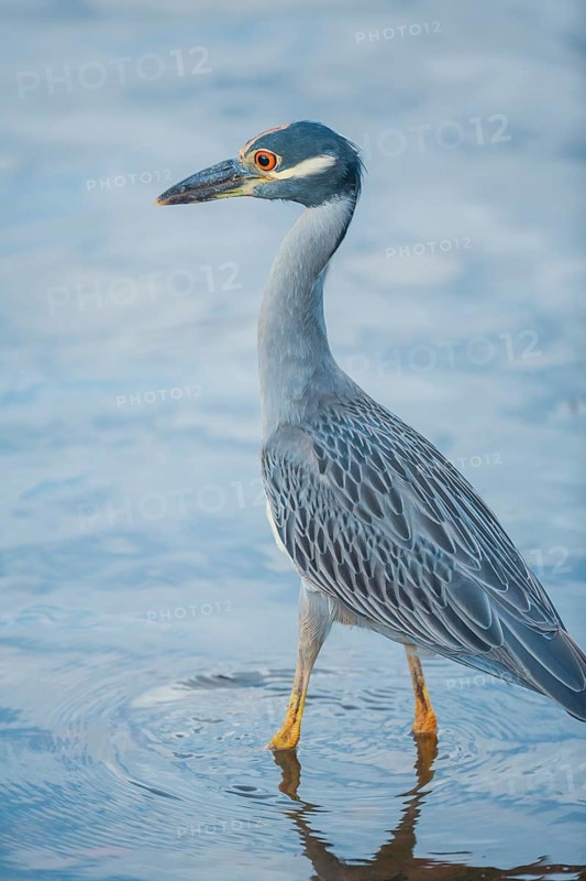 Yellow-crowned Night Heron (Nyctanassa violacea) looking for food, Sanibel Island, J.N. Ding Darling National Wildlife Refuge, Florida, USA