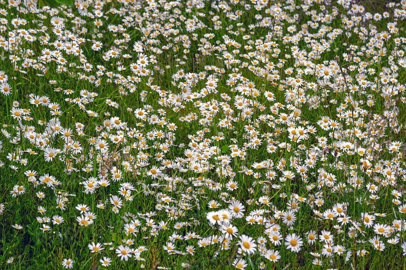 Meadow with daisies (Leucanthemum), Franconia, Bavaria, Germany