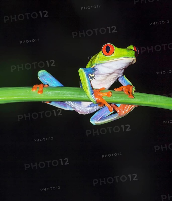 Red eyed tree frog (Agalychins callydrias) on green stem, Sarapiqui, Costa Rica