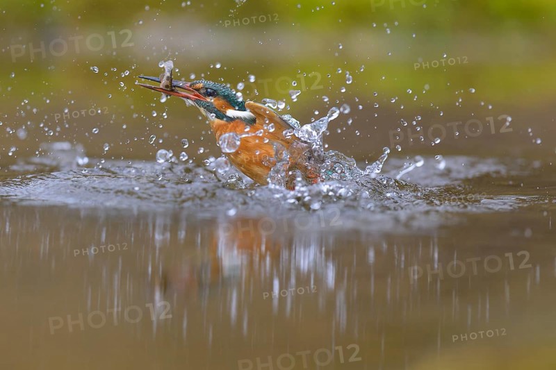 Kingfisher (Alcedo atthis), taking off from the water with a fish in its beak, Lechauen, Bavaria