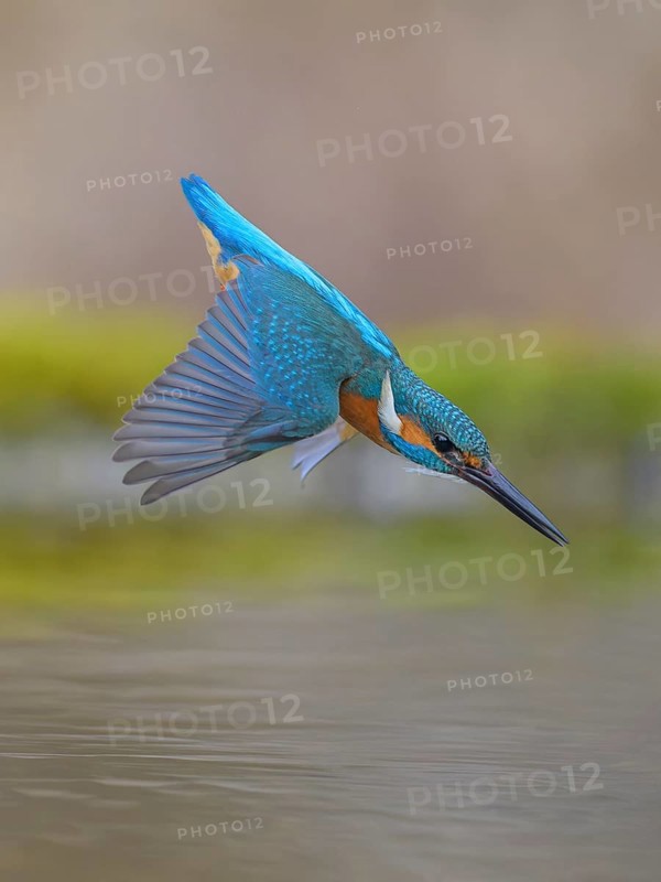 Kingfisher (Alcedo atthis), in a dive, hunting flight, shortly in front of diving into the water, Lechauen, Bavaria