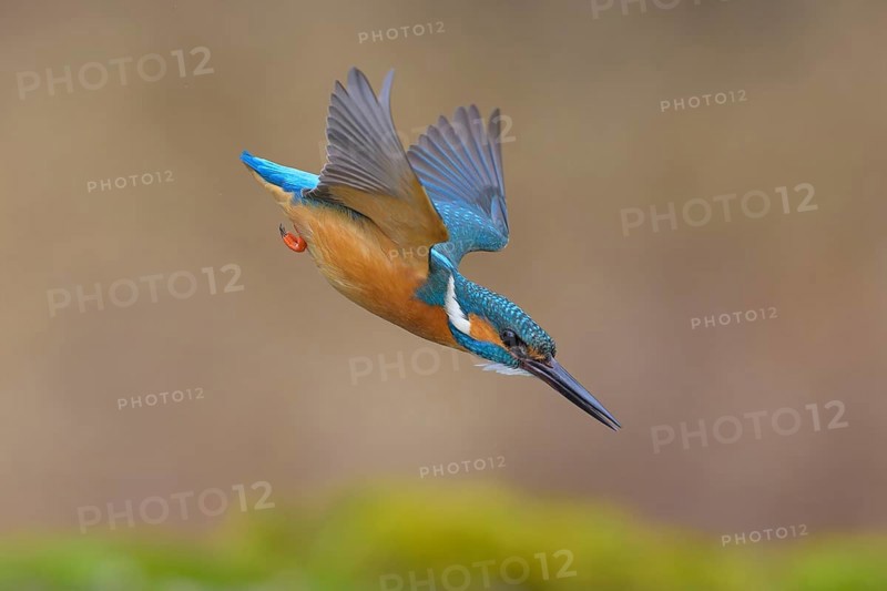 Kingfisher (Alcedo atthis), in a dive, hunting flight, shortly in front of diving into the water, Lechauen, Bavaria