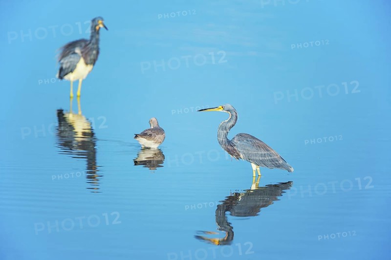 Tricolored herons (Egretta tricolor) looking for food, Sanibel Island, J.N. Ding Darling National Wildlife Refuge, Florida, USA