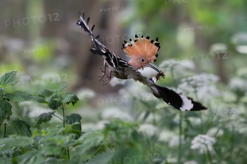 Hoopoe (Upupa epops) in flight with captured mole cricket, Upper Spreewald, Brandenburg, Germany