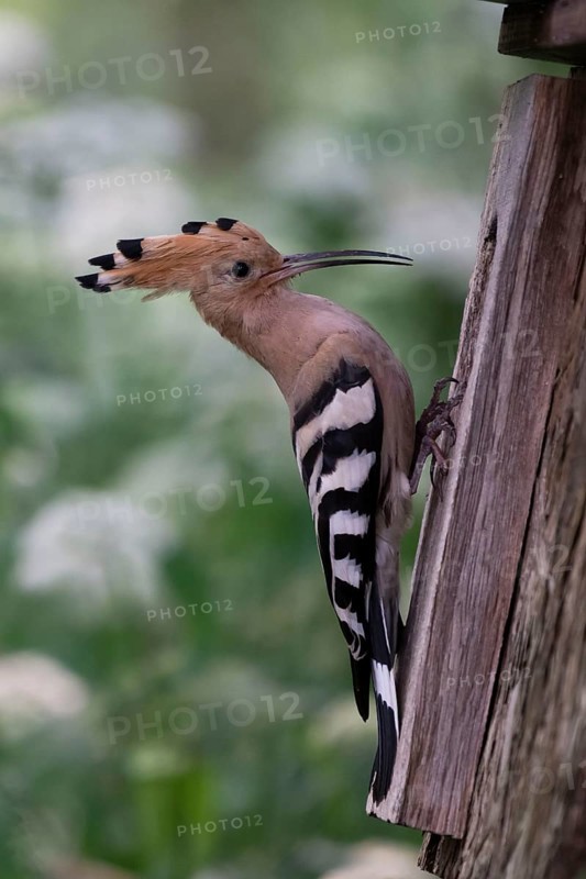 Hoopoe (Upupa epops) at the nesting box, Oberspreewald, Brandenburg, Germany