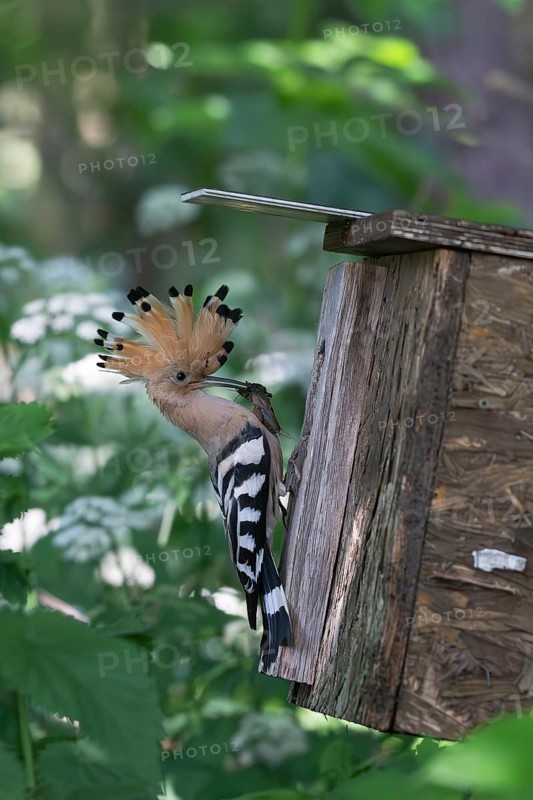 Hoopoe (Upupa epops) with captured mole cricket at the nesting box, Upper Spreewald, Brandenburg, Germany