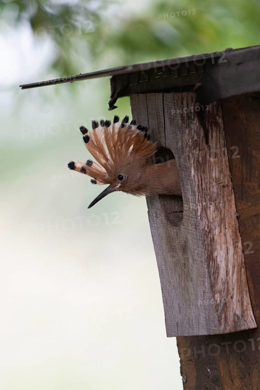 Hoopoe (Upupa epops) young bird looking out of the nesting box, Oberspreewald, Brandenburg, Germany