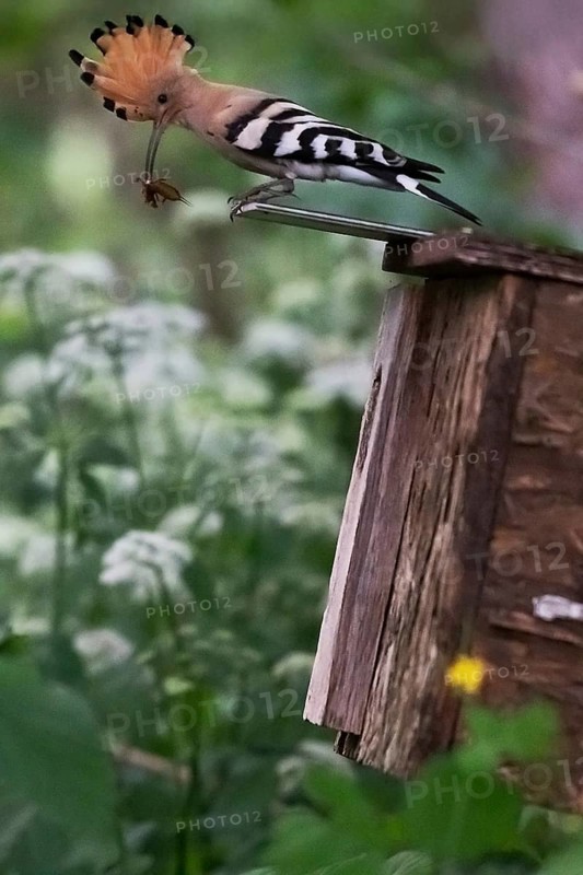 Hoopoe (Upupa epops) with food for the young birds on the nesting box with mole cricket as prey, Upper Spreewald, Brandenburg, Germany
