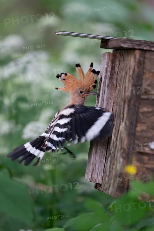 Hoopoe (Upupa epops) approaching the nesting box, Oberspreewald, Brandenburg, Germany