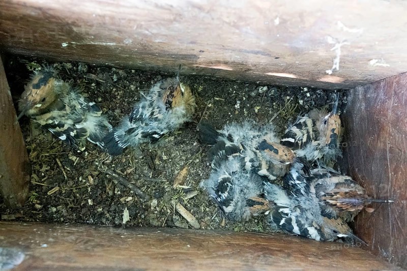 Hoopoe (Upupa epops) nesting box with seven young birds, Upper Spreewald, Brandenburg, Germany