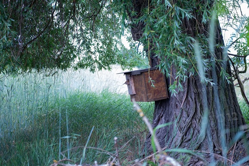 Hoopoe (Upupa epops) young bird looking out of the nesting box on the trunk of the weeping willow at a height of 1 metre, Upper Spreewald, Brandenburg, Germany
