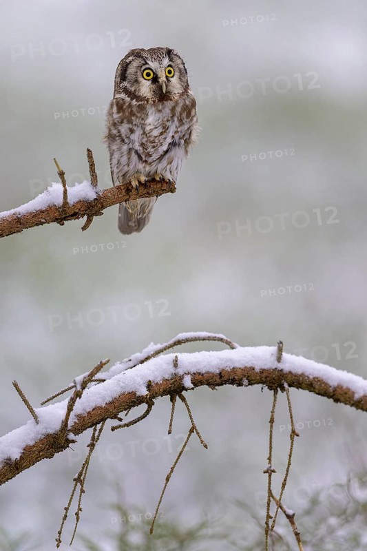 Great horned owl (Aegolius funereus), sitting on a snow-covered spruce branch, biosphere reserve, Swabian Alb, Baden-Württemberg, Germany