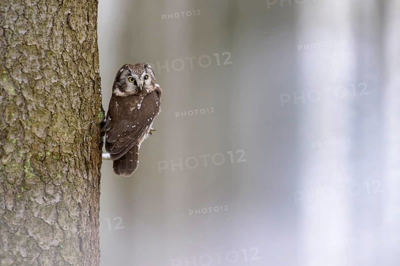 Great horned owl (Aegolius funereus), sitting close to a spruce trunk in a winter landscape, biosphere reserve, Swabian Alb, Baden-Württemberg, Germany