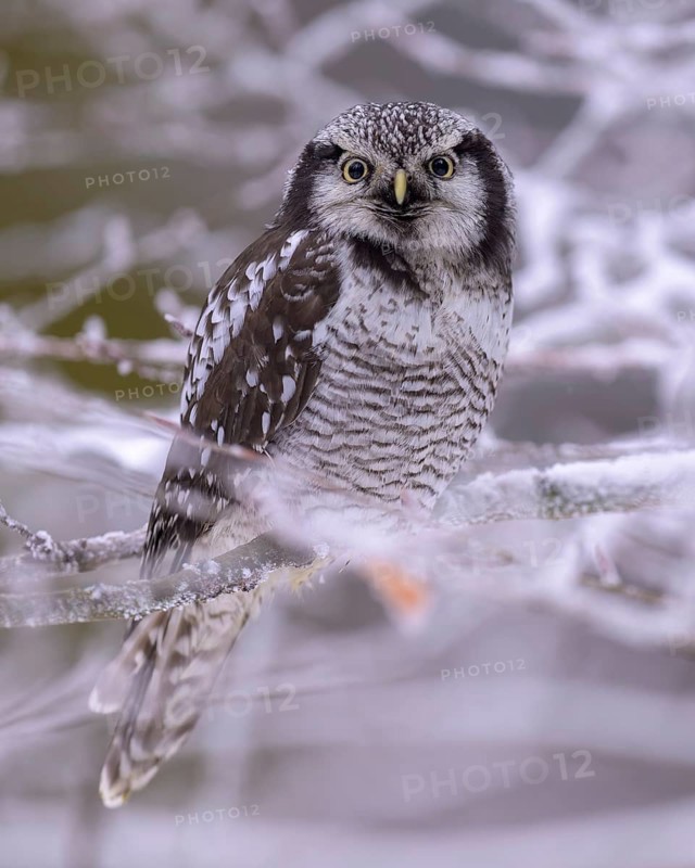 Barred owl (Surnia ulula), sitting on a beech branch covered with hoarfrost, winter visitor, biosphere reserve, Swabian Alb, Baden-Württemberg, Germany