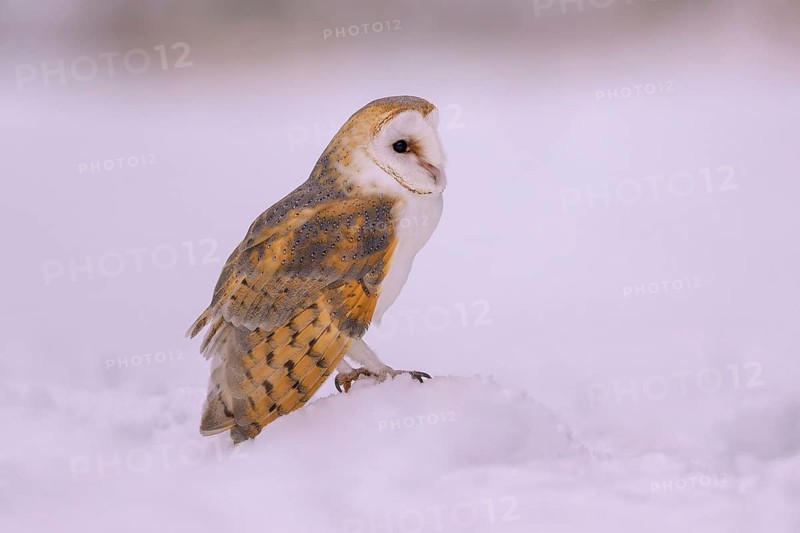 Barn owl (Tyto alba), sitting on a small snow hill in a winter landscape, biosphere reserve, Swabian Alb, Baden-Württemberg, Germany