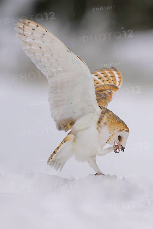Barn owl (Tyto alba), sitting on a snow hill, flapping its wings and cleaning its talons, in a winter landscape, biosphere reserve, Swabian Alb, Baden-Württemberg, Germany