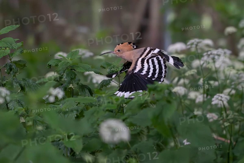 Hoopoe (Upupa epops) approaching the breeding site, Oberspreewald, Brandenburg, Germany