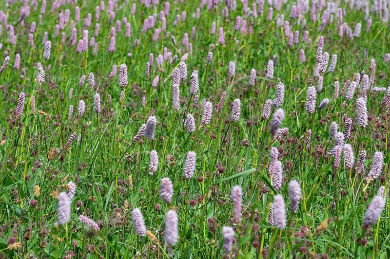 Snake knotweed (Bistorta officinalis) on a spring meadow, Bavaria, Germany
