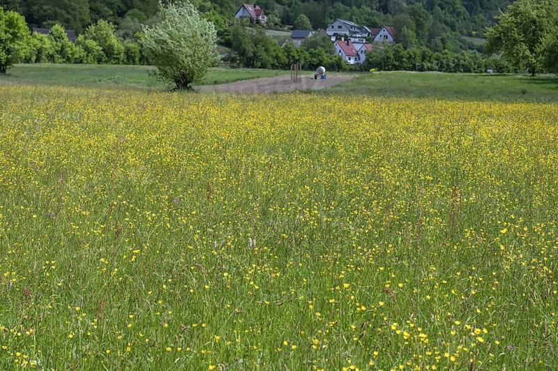 Spring meadow with buttercups (Ranunculus) in Franconian Switzerland, Egloffstein, Upper Franconia, Bavaria, Germany
