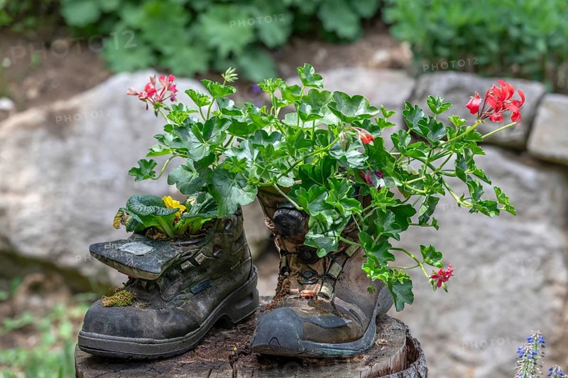Flowers in worn mountain boots, Bavaria, Germany