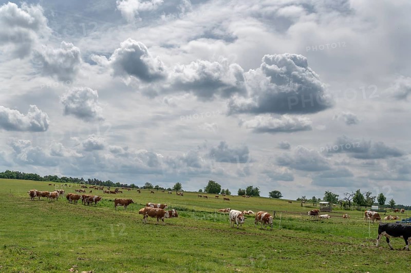 Free-range dairy cows on an organic farm, Bavaria, Germany