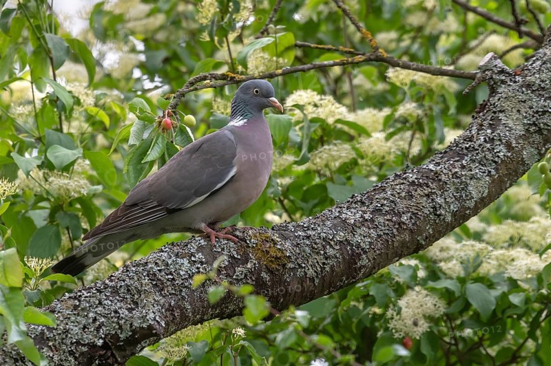 Wood pigeon on a branch in a cherry tree (Columba palumbus), Bavaria, Germany