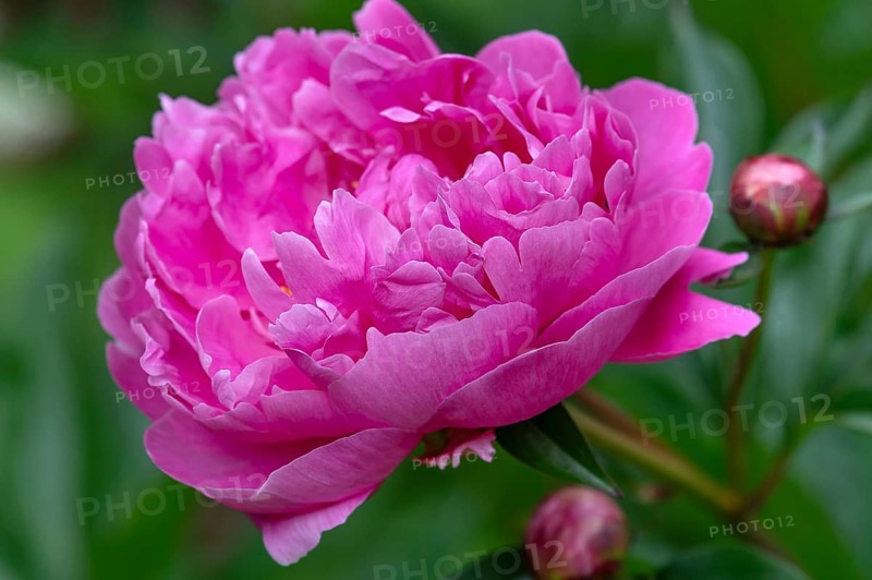 Blooming parrot tulips (Paeonia) in the garden, Bavaria, Germany