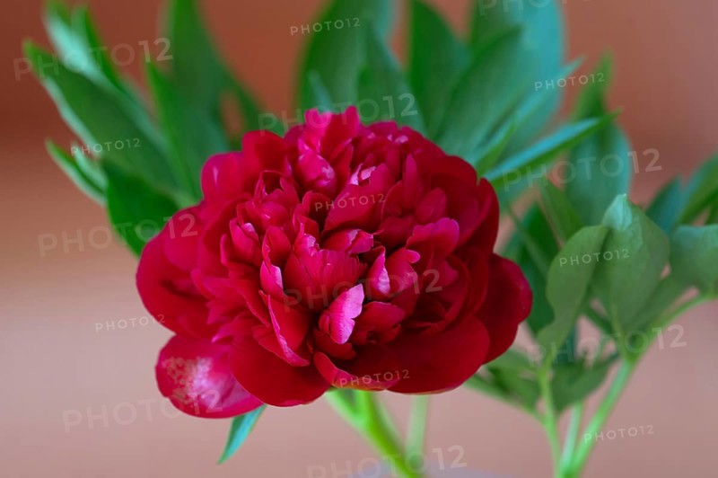 Red peony flower (Paeonia), Bavaria, Germany