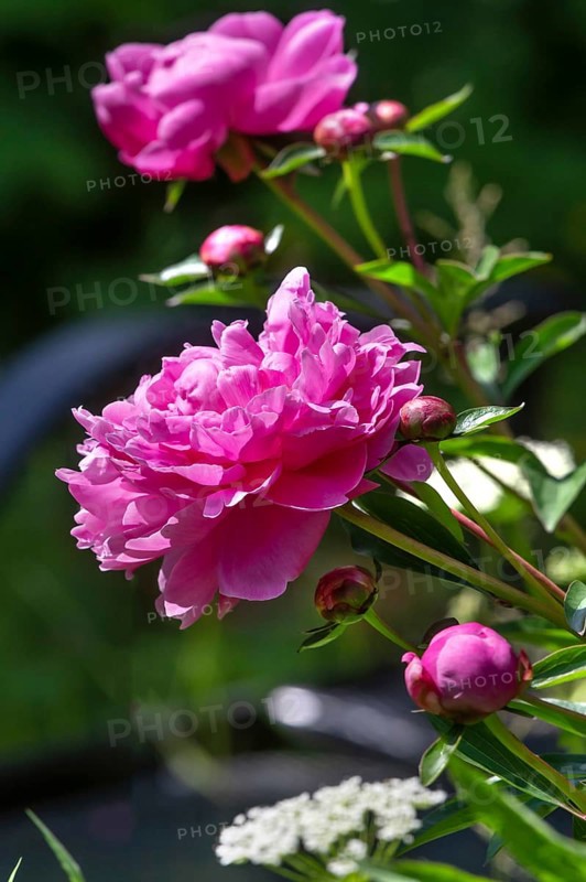 Red peony blossoms (Paeonia), Bavaria, Germany