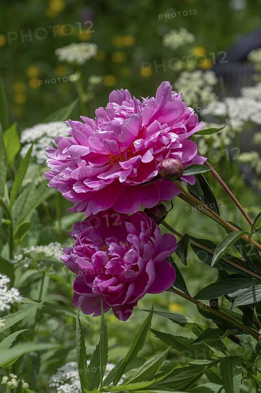 Red peony blossoms (Paeonia) in the garden, Bavaria, Germany