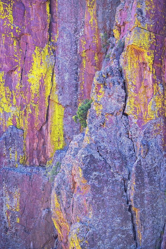 Tree growing in colorful canyon wall, Tonto National Forest, Arizona, USA, North America