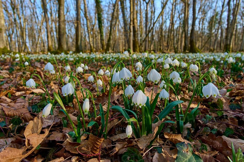 Spring knotflowers, or spring snowflakes (Leucojum vernum), sprout from the leaves on the forest floor. An early spring under the trees, Sodenberg, Hammelburg, Rhön, Bavaria, Germany