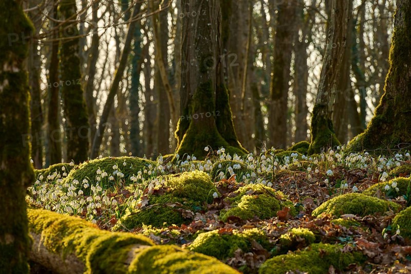 Peaceful forest floor with moss and spring knotweed or spring snowflake (Leucojum vernum), in the shade of the trees. Peaceful nature picture, Sodenberg, Hammelburg, Rhön, Bavaria, Germany