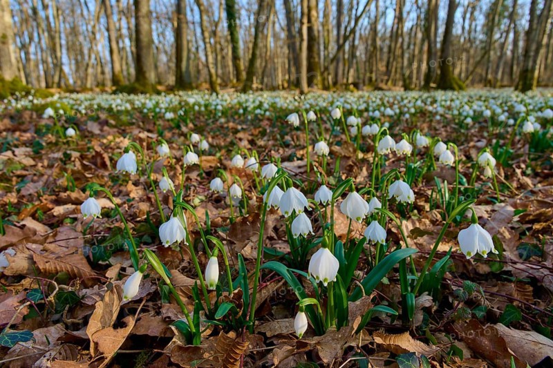 Spring knotweed or spring snowflake (Leucojum vernum), on brown forest soil. The beginning of spring becomes clear, Sodenberg, Hammelburg, Rhön, Bavaria, Germany