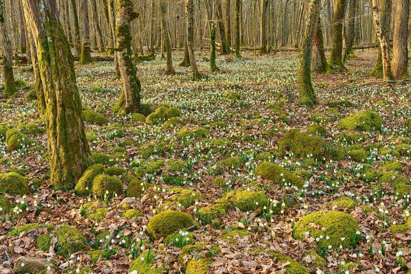 Spring knotweed or marsh fritillary (Leucojum vernum), competing with moss mounds under bare trees, Sodenberg, Hammelburg, Rhön, Bavaria, Germany