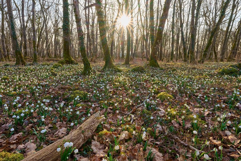 An idyllic spring forest with blooming spring knotweed or marsh fritillary (Leucojum vernum), soft sunlight, Sodenberg, Hammelburg, Rhön, Bavaria, Germany