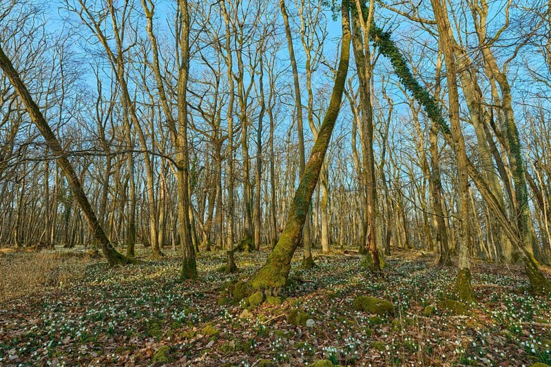 A dense forest full of spring knotweed or marigold (Leucojum vernum), under a blue sky, Sodenberg, Hammelburg, Rhön, Bavaria, Germany