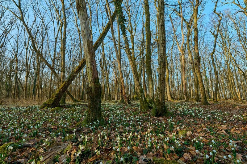 View of a forest with spring snowflakes (Leucojum vernum) and blue sky, Sodenberg, Hammelburg, Rhön, Bavaria, Germany
