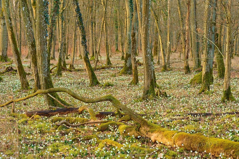 A peaceful forest with moss-covered trees and blooming spring snowflakes (Leucojum vernum), Sodenberg, Hammelburg, Rhön, Bavaria, Germany