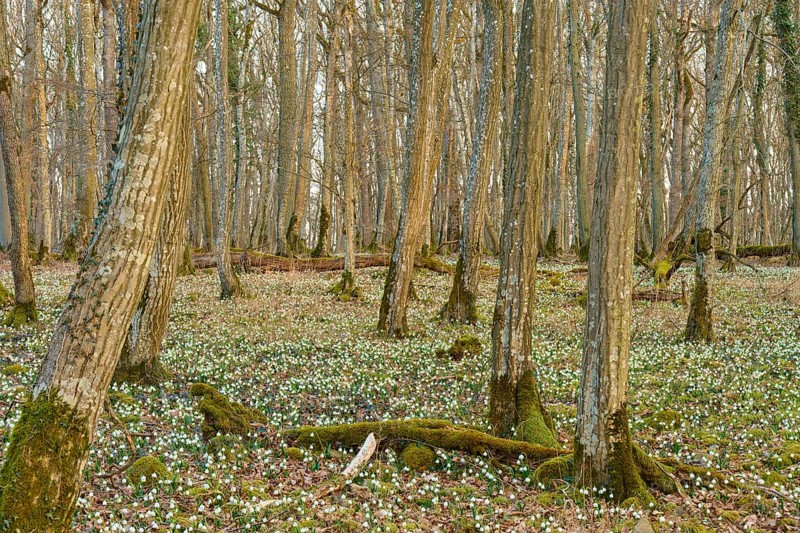 Forest scene with spring knotweed or marsh fritillary (Leucojum vernum), and tree-rich soil in brown tones, Sodenberg, Hammelburg, Rhön, Bavaria, Germany