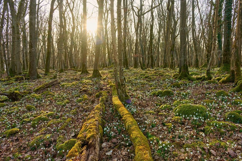 A quiet forest with sunlight shining through the trees. The ground is covered with moss and spring knotweed or spring snowflake (Leucojum vernum), Sodenberg, Hammelburg, Rhön, Bavaria, Germany