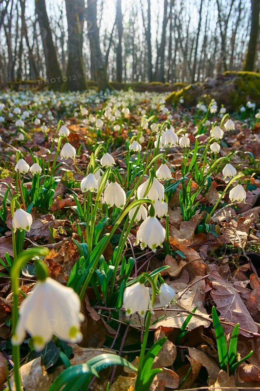Close-up of spring snowflakes or spring snowflakes (Leucojum vernum), among fallen leaves in the forest. Spring atmosphere, Sodenberg, Hammelburg, Rhön, Bavaria, Germany