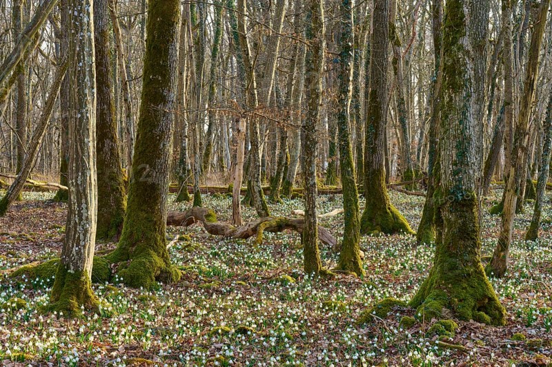 Forest with moss-covered trees and a dense carpet of spring knotweed (Leucojum vernum), Sodenberg, Hammelburg, Rhön, Bavaria, Germany