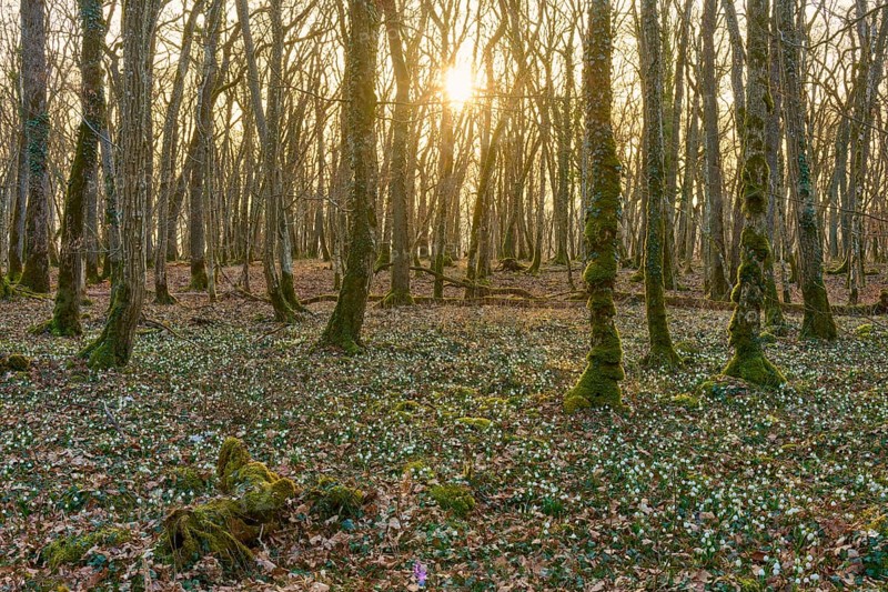 A forest at sunrise with spring snowflakes or spring snowflakes (Leucojum vernum), and golden light, Sodenberg, Hammelburg, Rhön, Bavaria, Germany